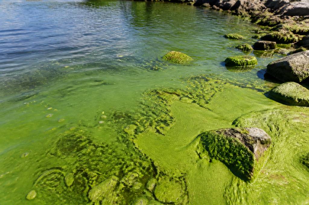 Algae water: health risks, treatment and filtration