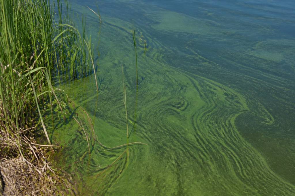 Blue algae water: health risks, causes and water filtration solutions