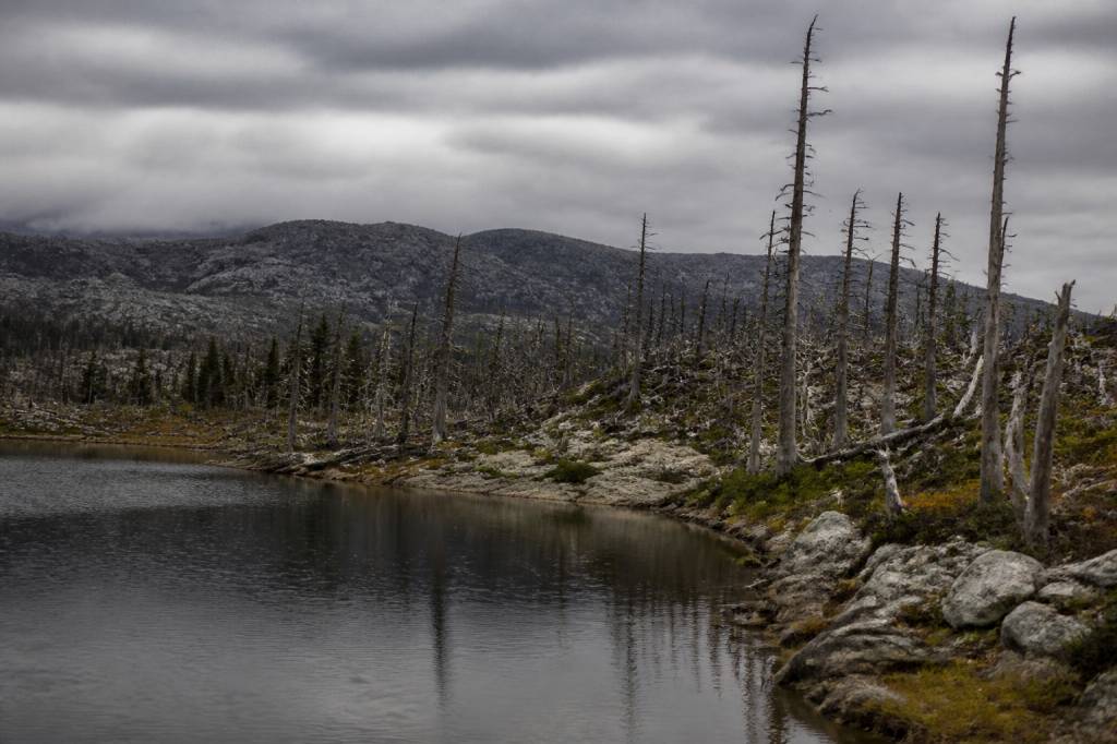 Acid rain effect on environment: causes, impacts and solutions